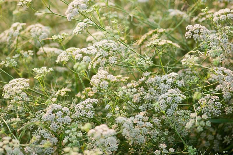 How To Grow and Care for Cumin in Your Garden