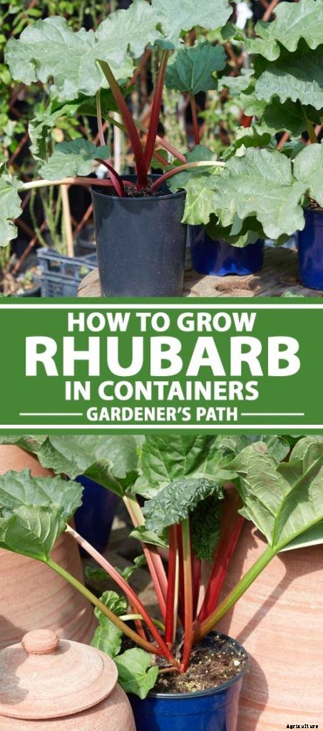How to Grow Rhubarb in Containers