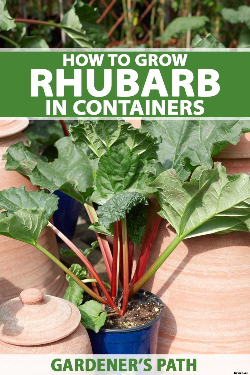 How to Grow Rhubarb in Containers