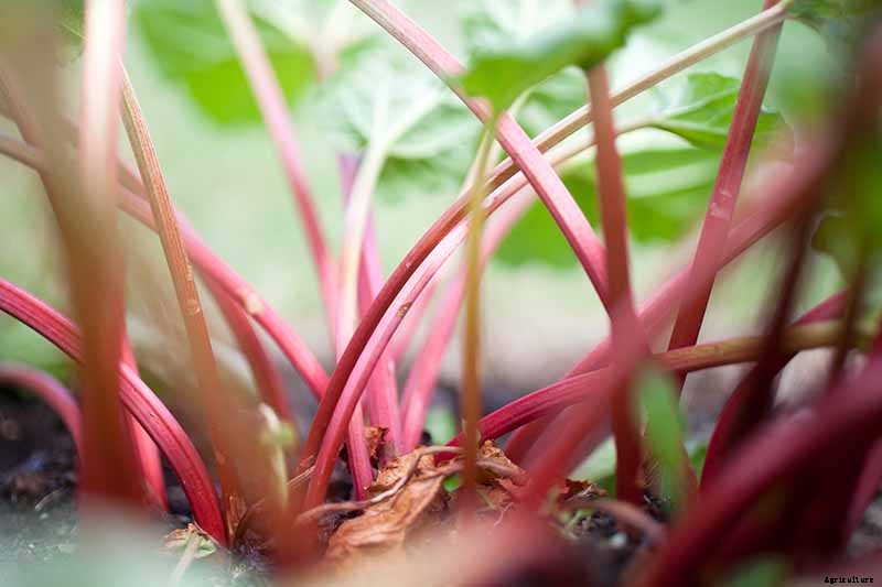 How to Grow Rhubarb in Containers