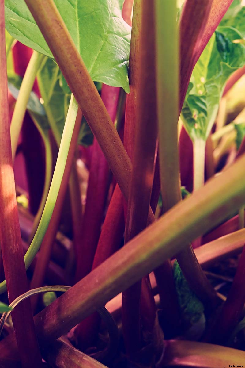 How to Grow Rhubarb in Containers
