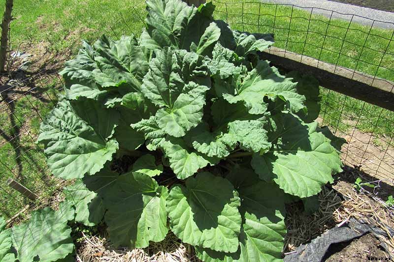 How to Grow Rhubarb in Containers