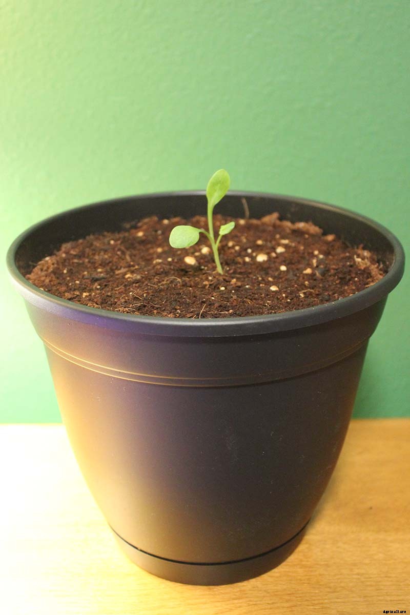 How to Grow Rhubarb in Containers