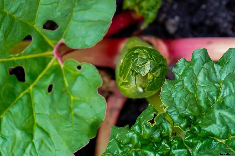 How to Grow Rhubarb in Containers
