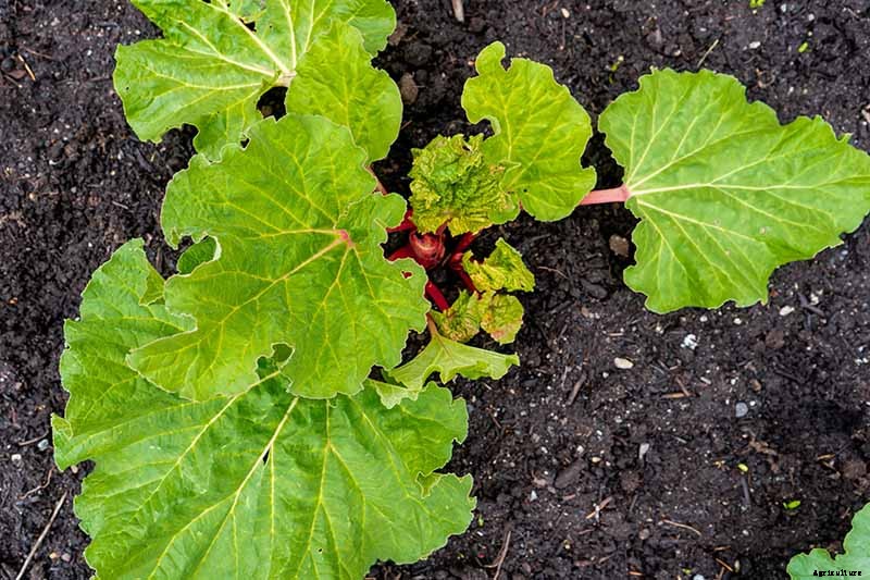 How to Grow Rhubarb in Containers