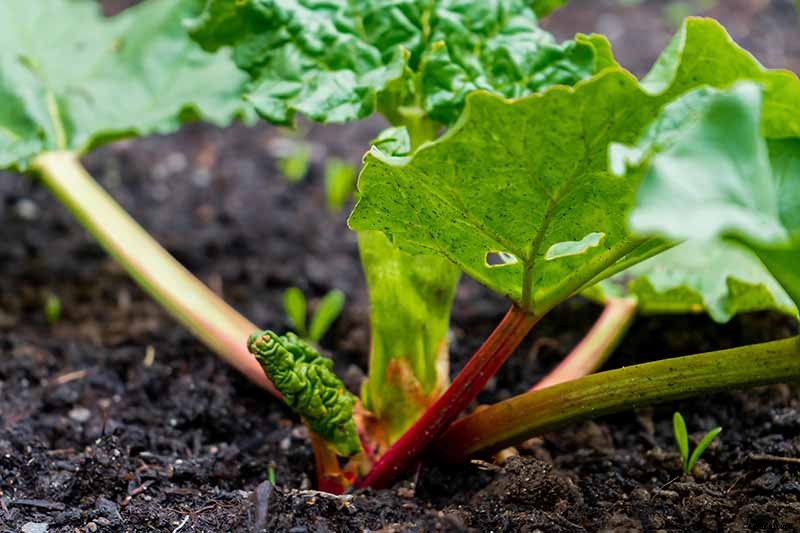 How to Grow Rhubarb in Containers