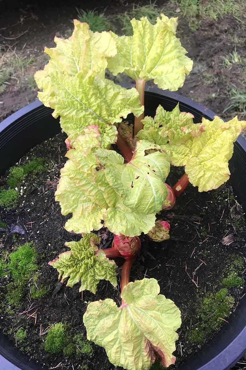 How to Grow Rhubarb in Containers