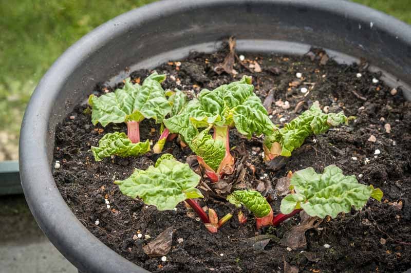 How to Grow Rhubarb in Containers