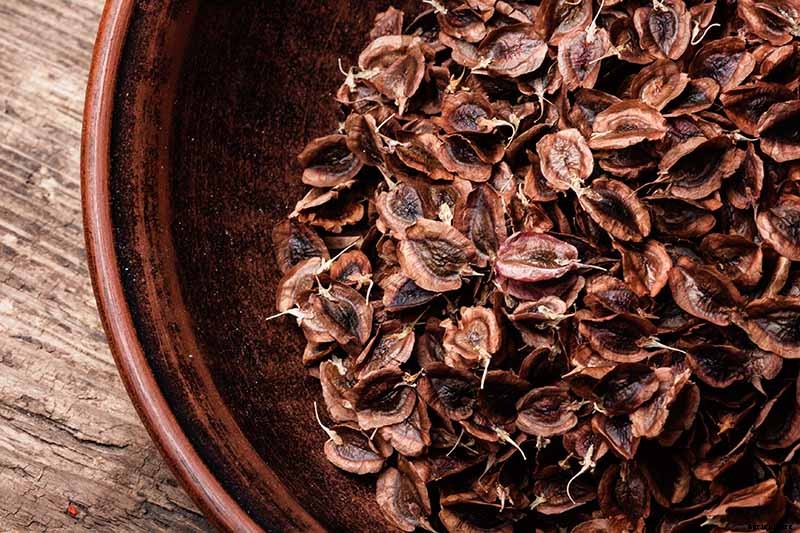 How to Grow Rhubarb in Containers