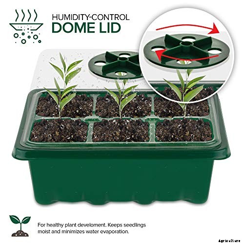 How to Grow Rhubarb in Containers