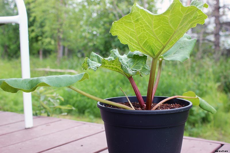 How to Grow Rhubarb in Containers