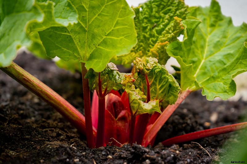 How to Grow Rhubarb in Containers