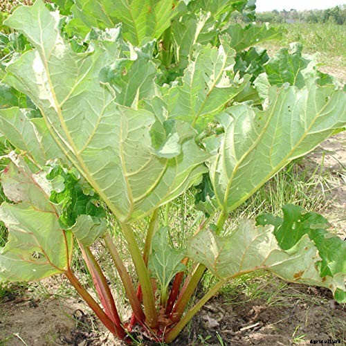 How to Grow Rhubarb in Containers