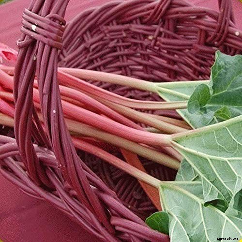 How to Grow Rhubarb in Containers