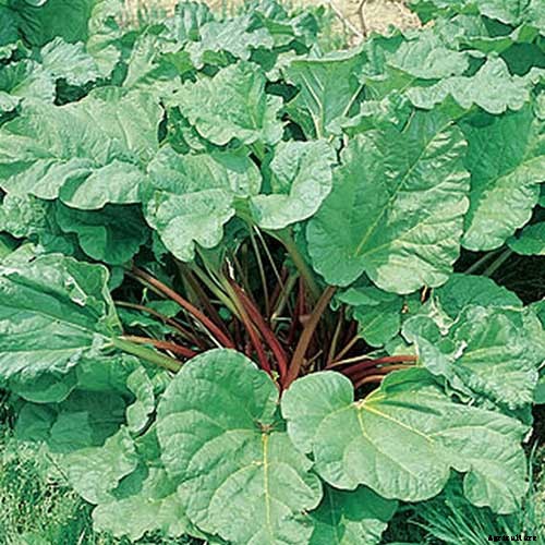 How to Grow Rhubarb in Containers
