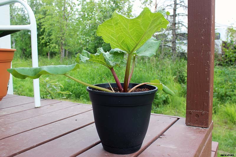 How to Grow Rhubarb in Containers