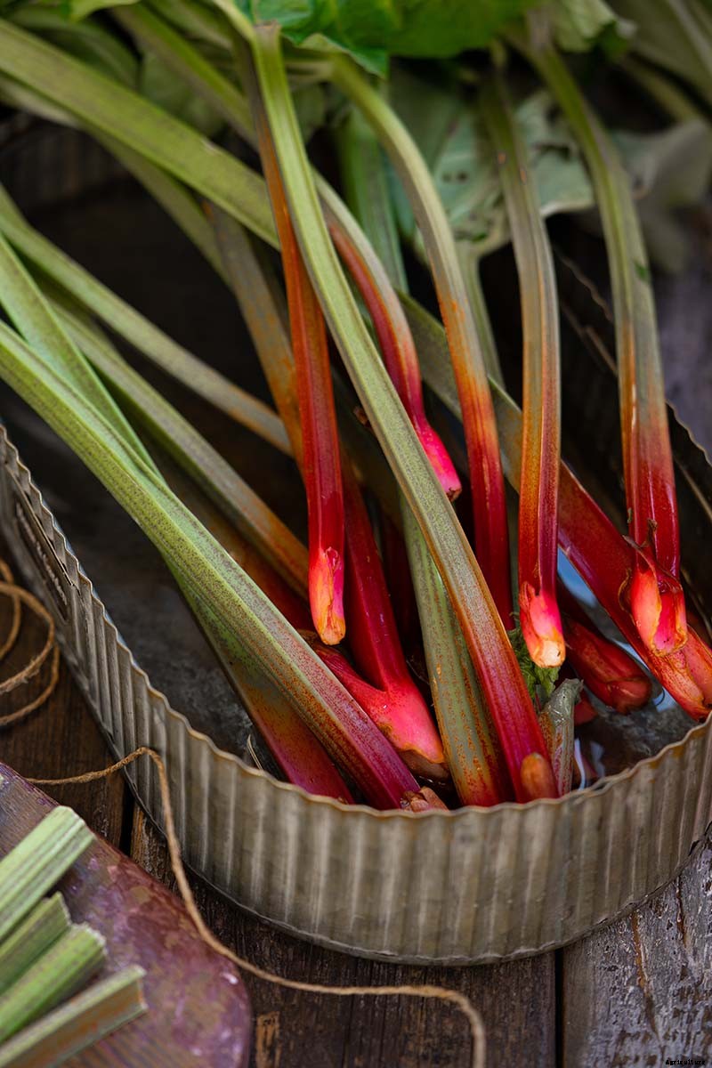 How to Grow Rhubarb in Containers