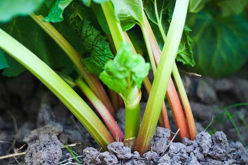 How to Grow Rhubarb in Containers