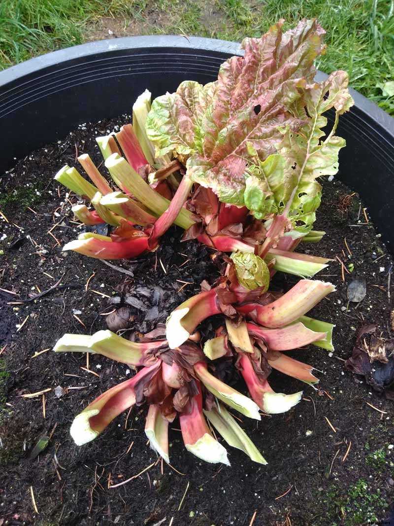 How to Grow Rhubarb in Containers