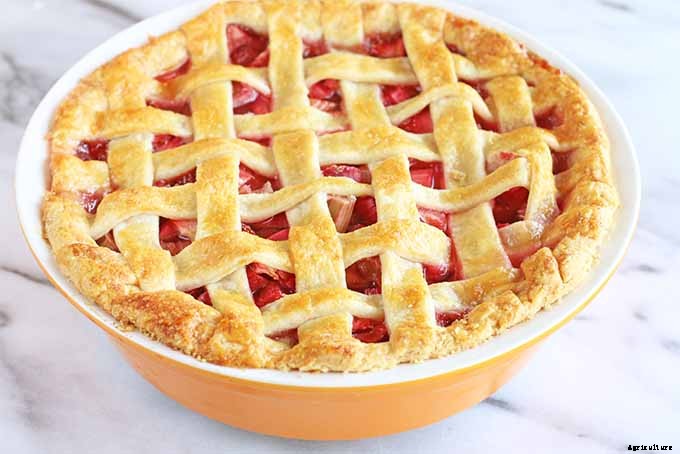 How to Grow Rhubarb in Containers