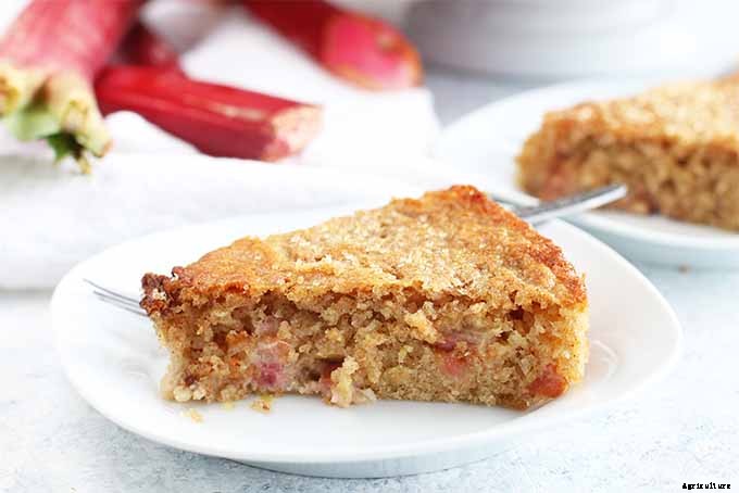 How to Grow Rhubarb in Containers