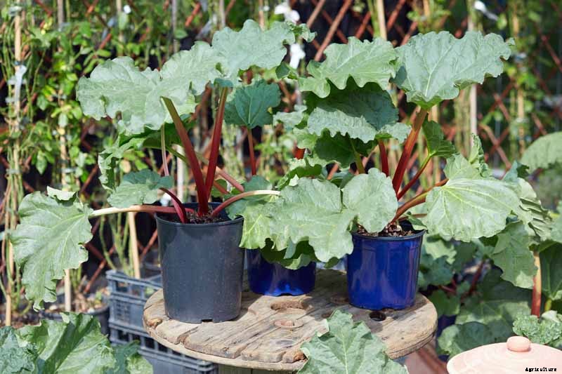 How to Grow Rhubarb in Containers