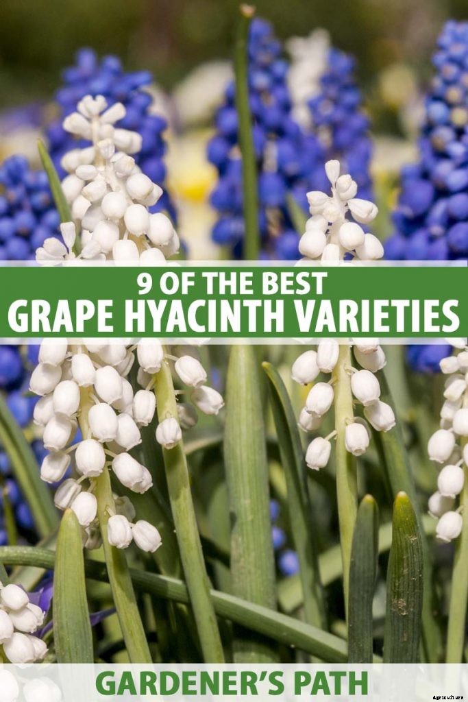 9 of the Best Grape Hyacinth Varieties for Your Garden