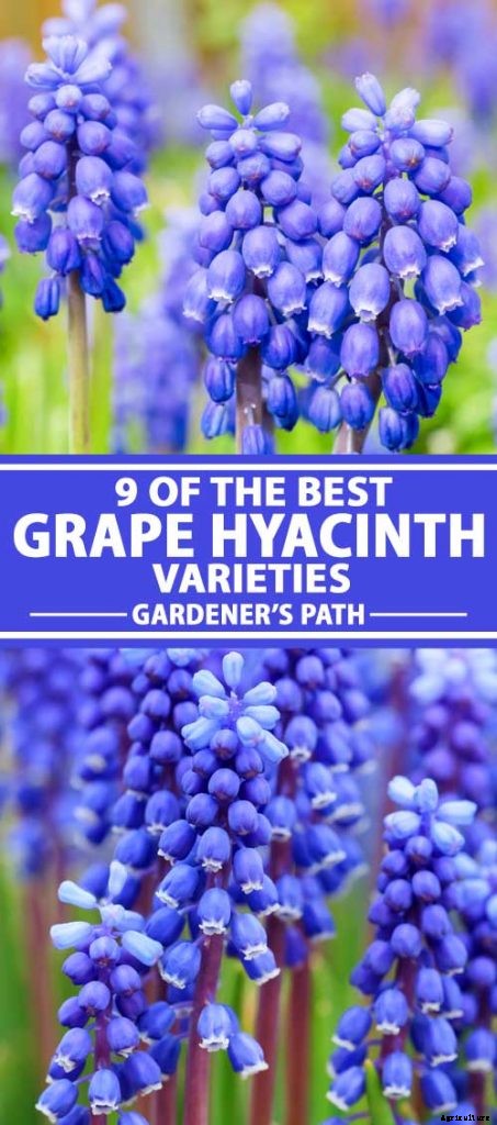 9 of the Best Grape Hyacinth Varieties for Your Garden