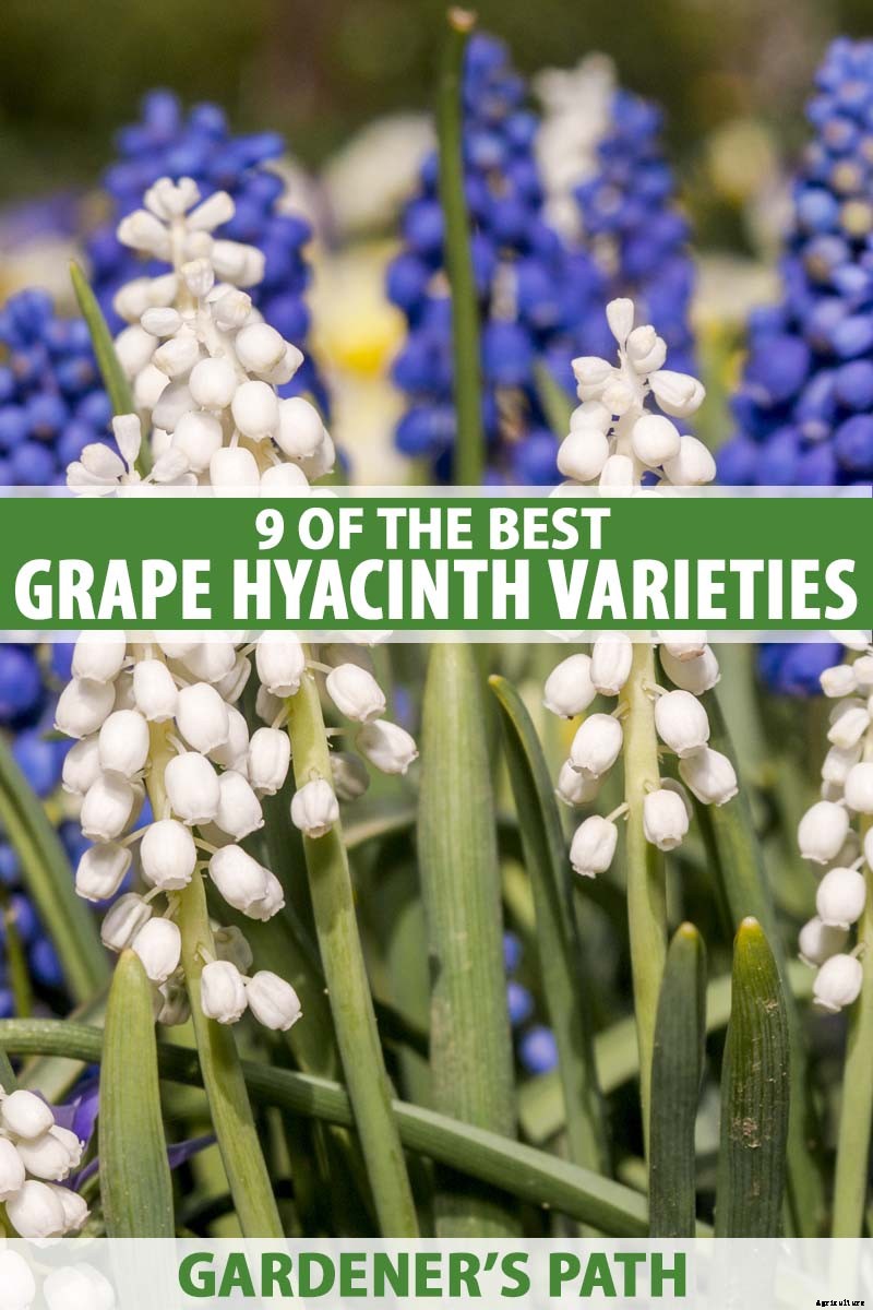 9 of the Best Grape Hyacinth Varieties for Your Garden