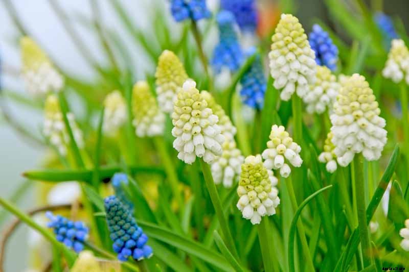 9 of the Best Grape Hyacinth Varieties for Your Garden