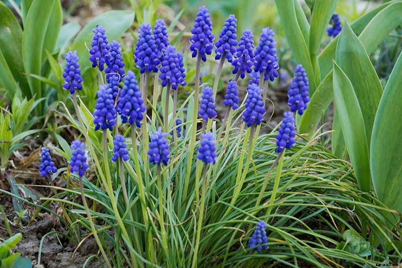 9 of the Best Grape Hyacinth Varieties for Your Garden