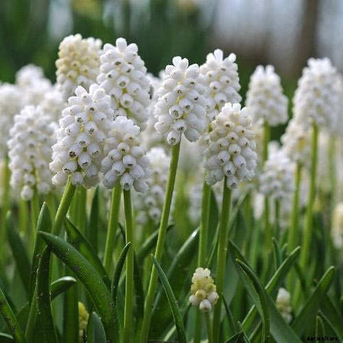 9 of the Best Grape Hyacinth Varieties for Your Garden