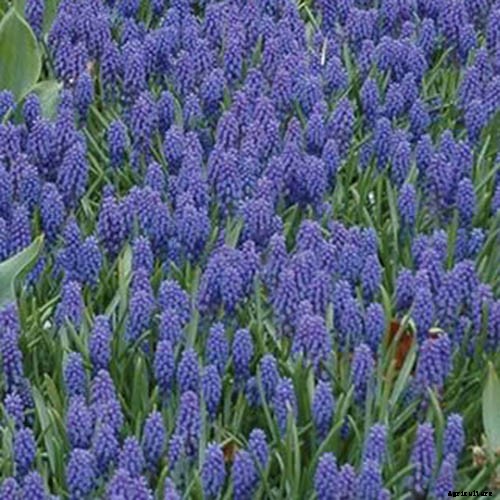 9 of the Best Grape Hyacinth Varieties for Your Garden