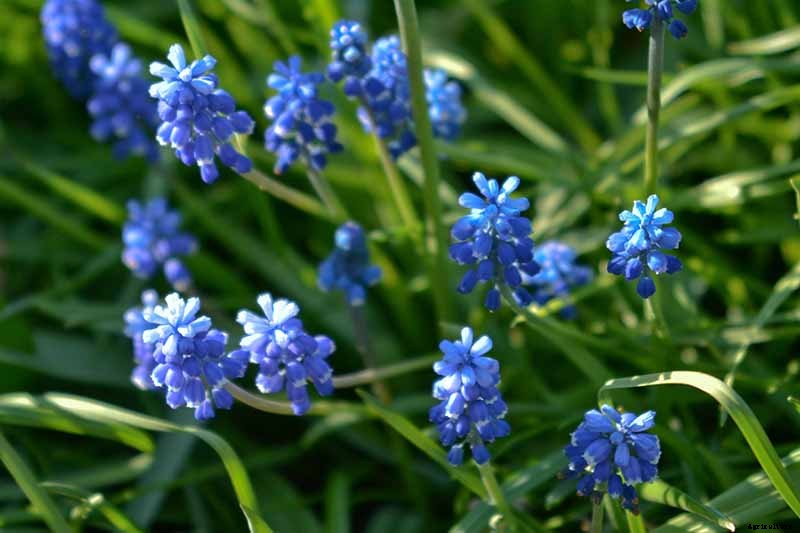 9 of the Best Grape Hyacinth Varieties for Your Garden