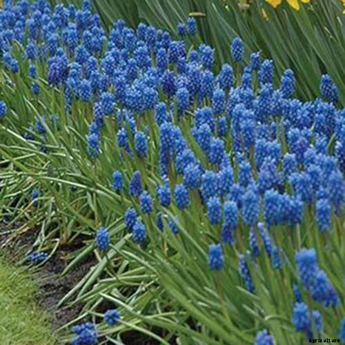 9 of the Best Grape Hyacinth Varieties for Your Garden