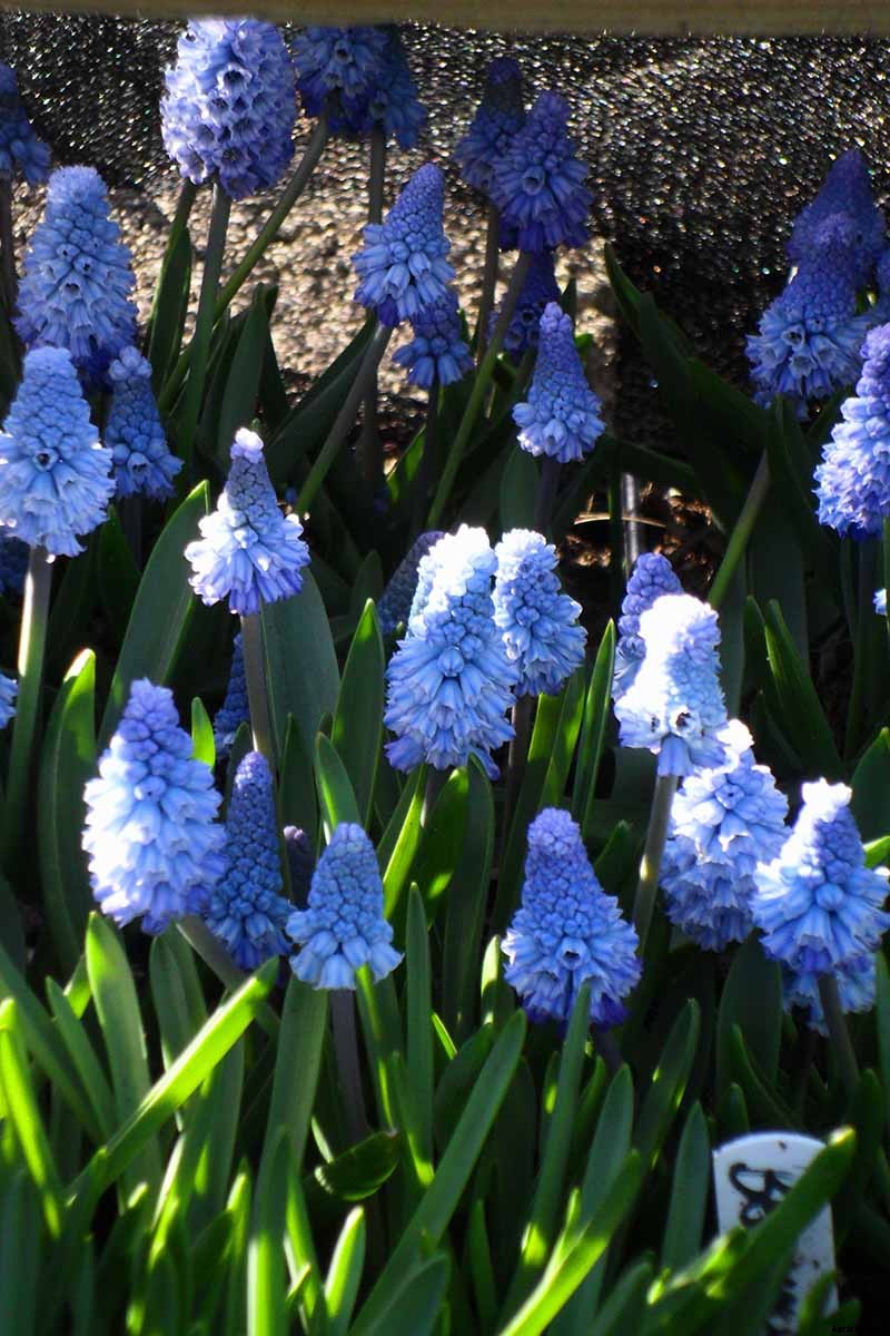9 of the Best Grape Hyacinth Varieties for Your Garden
