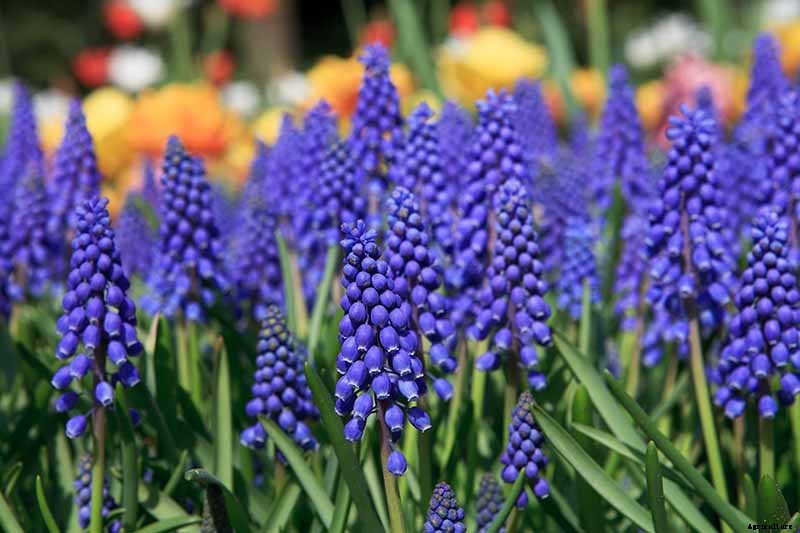 9 of the Best Grape Hyacinth Varieties for Your Garden