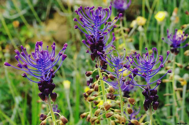 9 of the Best Grape Hyacinth Varieties for Your Garden