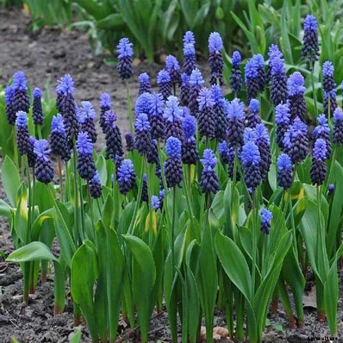 9 of the Best Grape Hyacinth Varieties for Your Garden