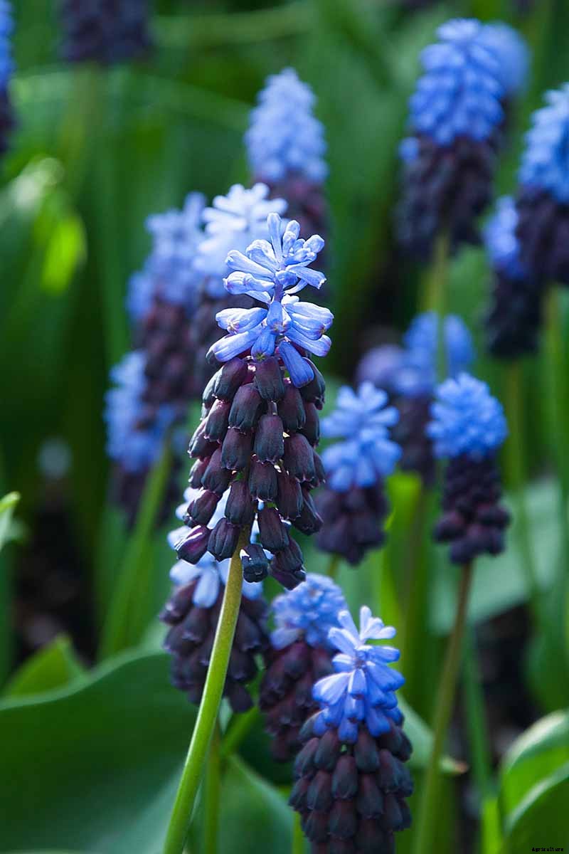 9 of the Best Grape Hyacinth Varieties for Your Garden