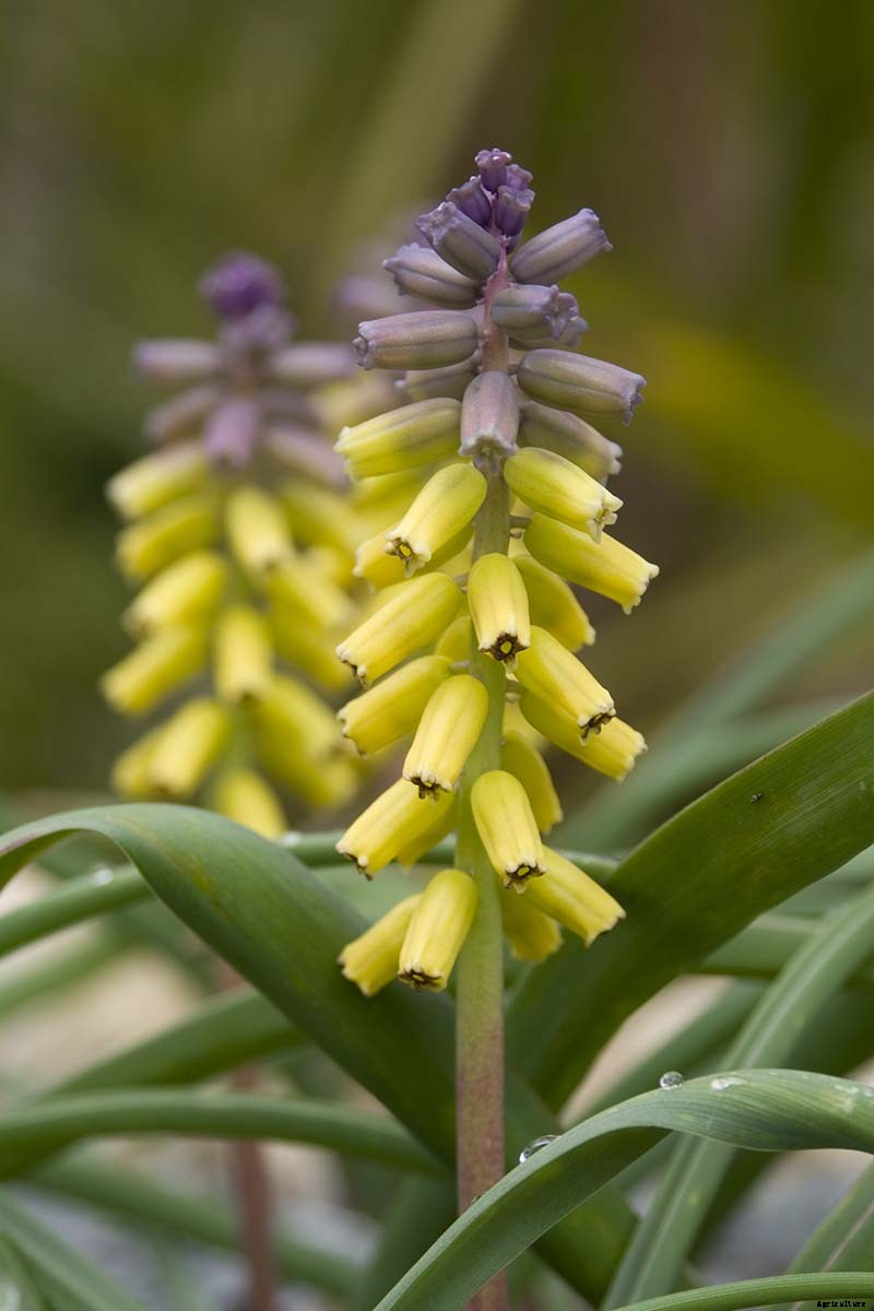 9 of the Best Grape Hyacinth Varieties for Your Garden