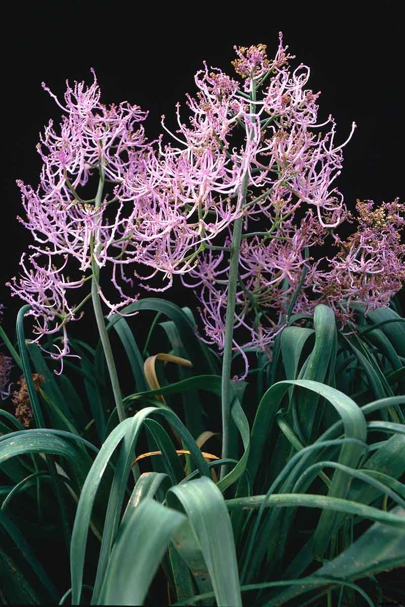 9 of the Best Grape Hyacinth Varieties for Your Garden