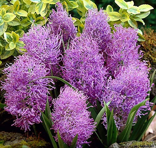 9 of the Best Grape Hyacinth Varieties for Your Garden