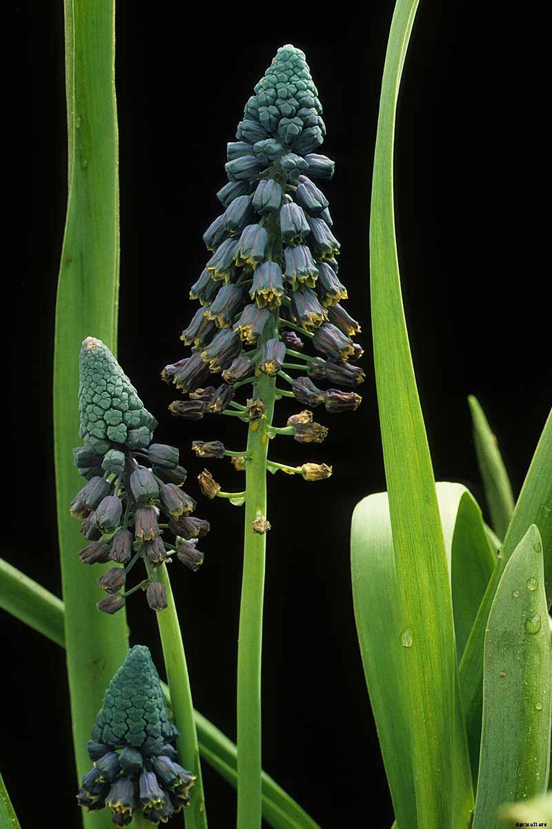 9 of the Best Grape Hyacinth Varieties for Your Garden