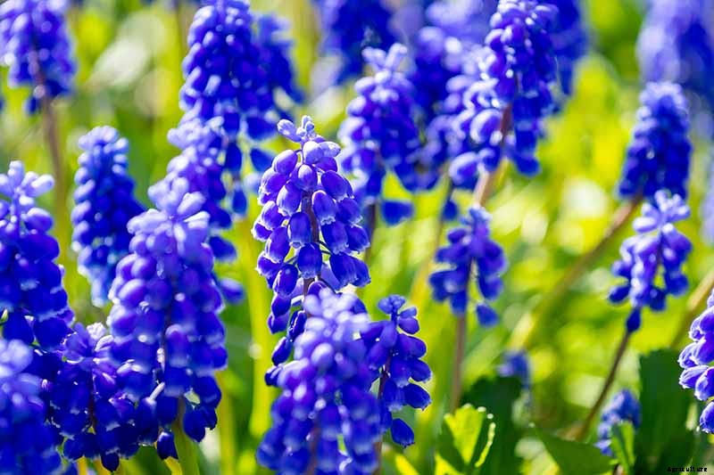 9 of the Best Grape Hyacinth Varieties for Your Garden