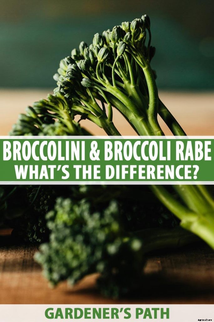 What Is the Difference Between Broccoli Rabe and Broccolini?