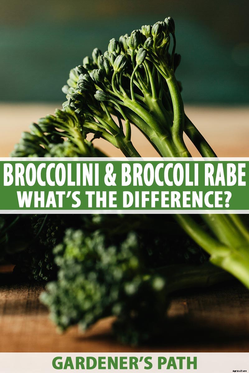 What Is the Difference Between Broccoli Rabe and Broccolini?