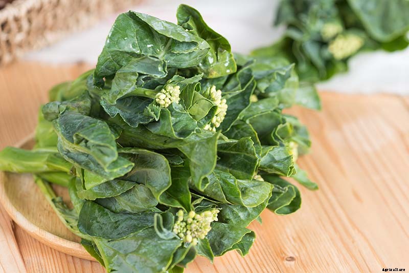 What Is the Difference Between Broccoli Rabe and Broccolini?