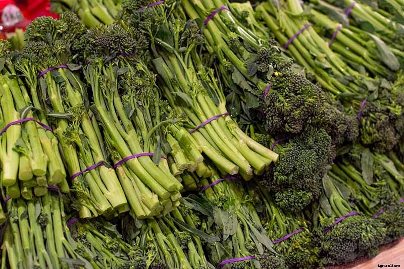 What Is the Difference Between Broccoli Rabe and Broccolini?