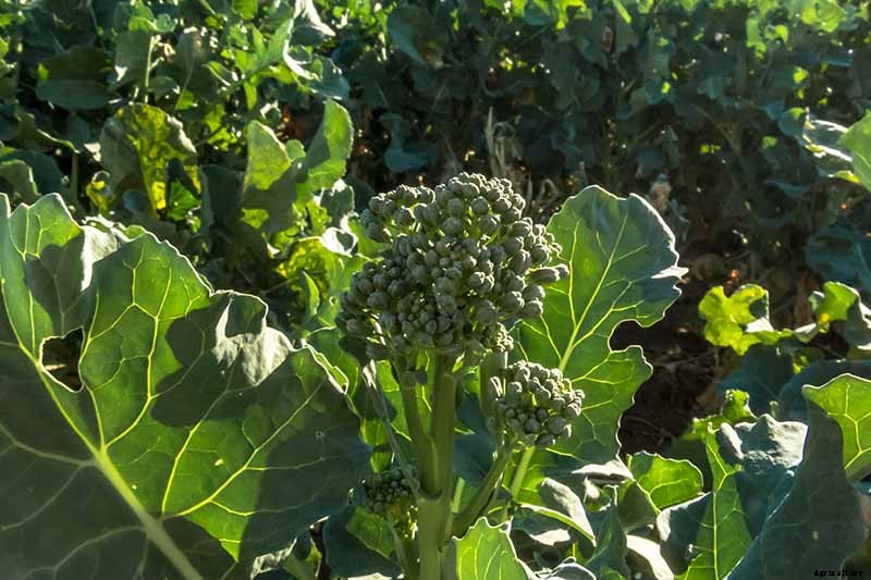 What Is the Difference Between Broccoli Rabe and Broccolini?